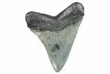 Serrated, Fossil Megalodon Tooth - South Carolina #284256-1